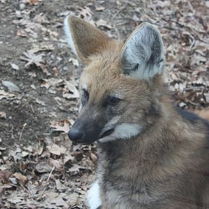 Maned Wolf Pup