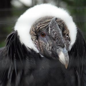Andean Condor