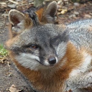 Gray Fox