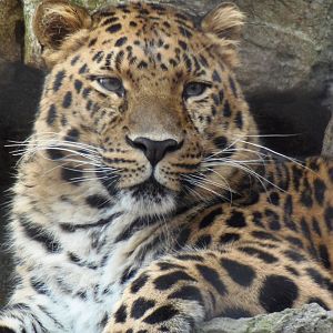Regal Amur Leopard