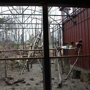 New Outdoor Red Panda Exhibit