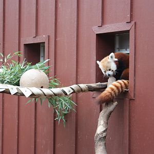 Red Panda in New Exhibit