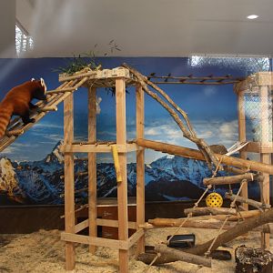 New Indoor Red Panda Exhibit