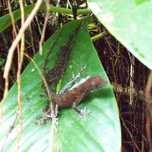 Unknown species of Costa Rican Anole