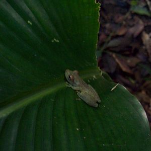 Unknown species of Costa Rican Frog