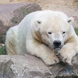 Dwarf Polar Bear @ Zoom Erlebniswelt - YouTube