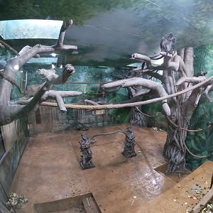 Jan. 2019 - Asia Quest - Newly Renovated Silvery Langur Indoor Exhibit (Right Side)