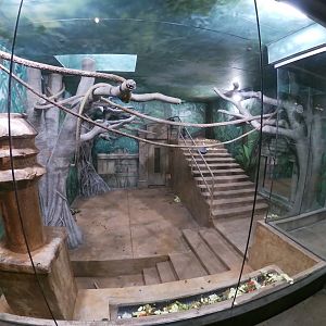 Jan. 2019 - Asia Quest - Newly Renovated Silvery Langur Indoor Exhibit (Left Side)