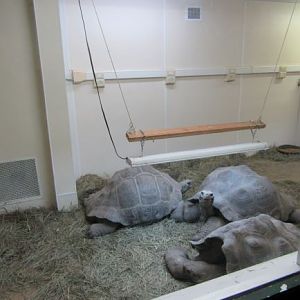Galapagos Tortoise Winter Viewing (New)