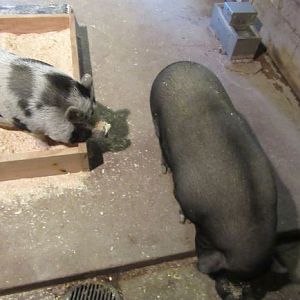Pot-Bellied Pig Exhibit
