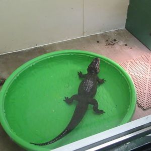 Chinese Alligator Winter Viewing
