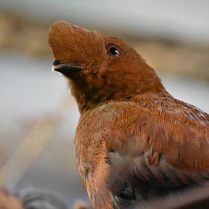 Andean cock-of-the-rock