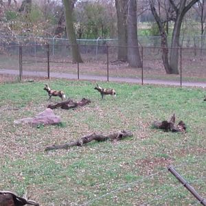 (New) African Wild Dogs