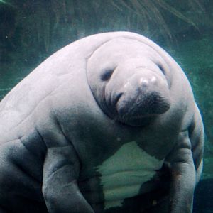 Antillean manatee (Trichechus manatus manatus) at Paris zoological park 25th November 2018