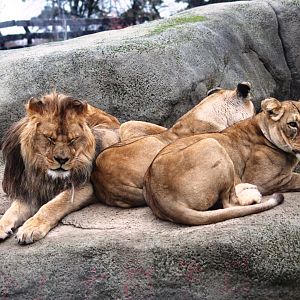 Barbary lions (Panthera leo leo) at Paris zoological park 25th November 2018