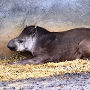 Lowland tapir (Tapirus terrestris) at Paris zoological park 25th November 2018