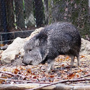 Chacoan peccary (Catagonus wagneri) at Paris zoological park 25th November 2018