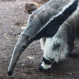 Giant anteater (Myrmecophaga tridactyla) at Paris zoological park 25th November 2018