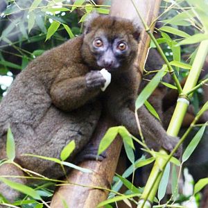 Greater bamboo lemur (Prolemur simus) at Paris zoological park 25th November 2018