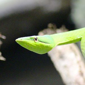 Green vine snake (Oxybelis fulgidus) at Paris zoological park 25th November 2018