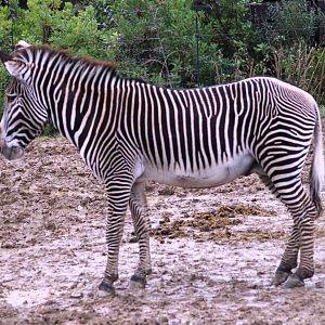 Grevy's zebra (Equus grevyi) at Paris zoological park 25th November 2018