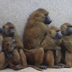 Guinea baboons (Papio papio) at Paris zoological park 25th November 2018
