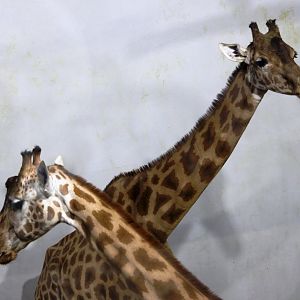 Kordofan giraffes (Giraffa camelopardalis antiquorum) at Paris zoological park 25th November 2018