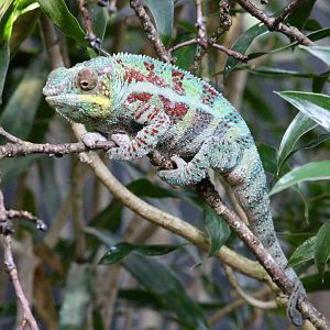 Panther chameleon (Furcifer pardalis) at Paris zoological park 25th November 2018