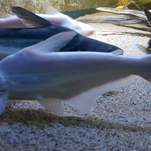 Arius species - white  form