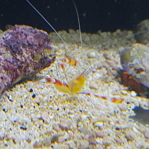 Stenopus cyanocellis