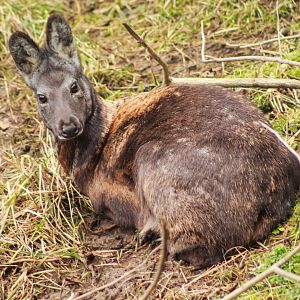 Jan. 2019 - Asia Quest - Siberian Musk Deer