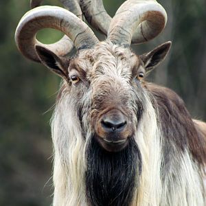 Jan. 2019 - Asia Quest - Markhor