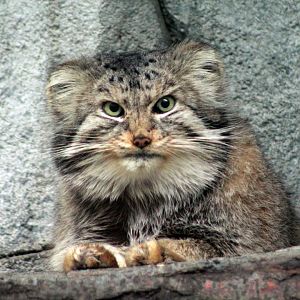 Jan. 2019 - Asia Quest - Pallas' Cat