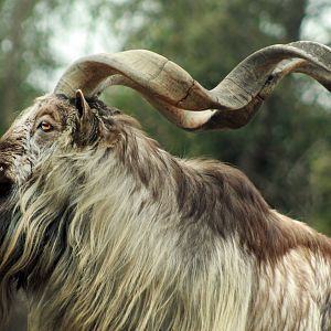 Jan. 2019 - Asia Quest - Markhor