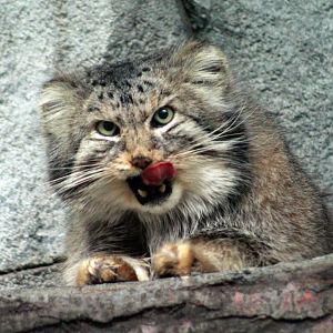 Jan. 2019 - Asia Quest - Pallas' Cat