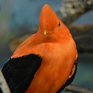 Andean cock-of-the-rock