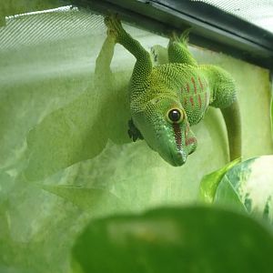 Madagascar Giant Day Gecko