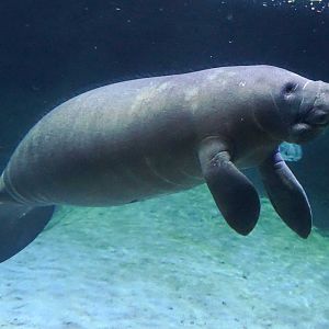 Jan. 2019 - Manatee Coast - Florida Manatee