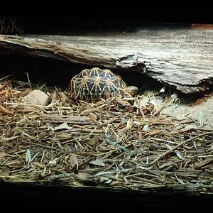 Indian Star Tortoise