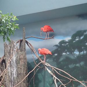 Red Ibis