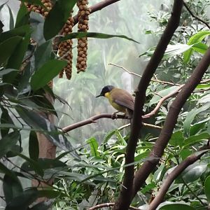 Blue-crowned laughingthrush