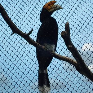 Hornbill