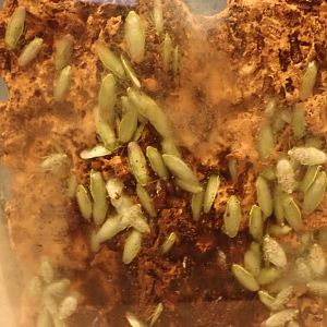 Roaches (unidentified)