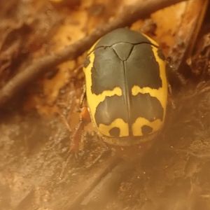 Beetle (unidentified)