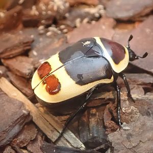 Beetle (unidentified)