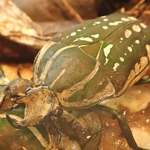 Magnificent flower beetle