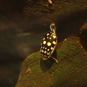 Sunburst diving beetle