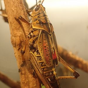 Horse lubber grasshopper