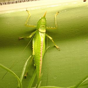 Rhinocerus katydid