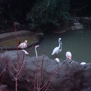 Flamingos